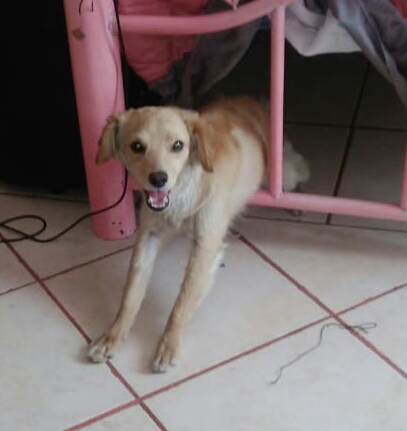 cartel de perro perdido