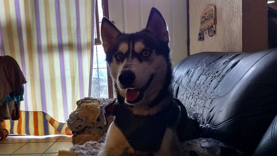 cartel de perro perdido