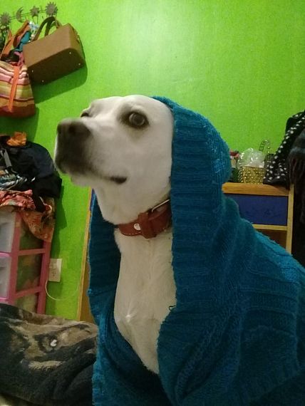 cartel de perro perdido