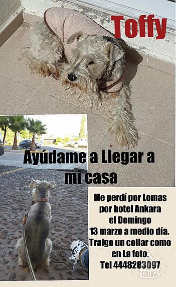 cartel de perro perdido