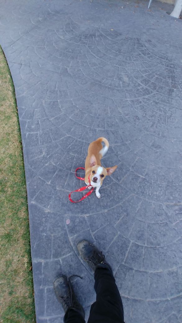 cartel de perro perdido