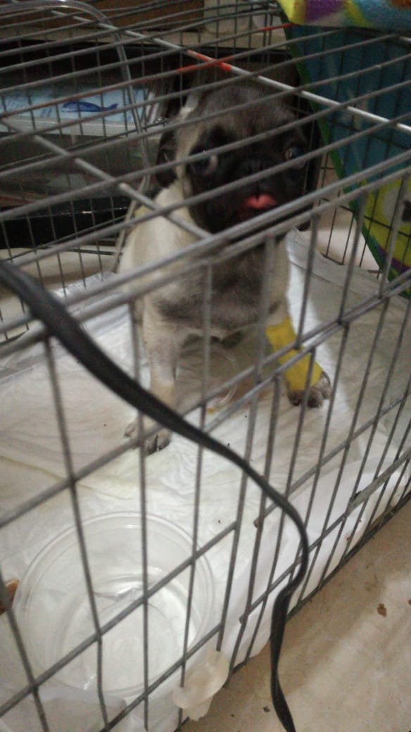 cartel de perro perdido