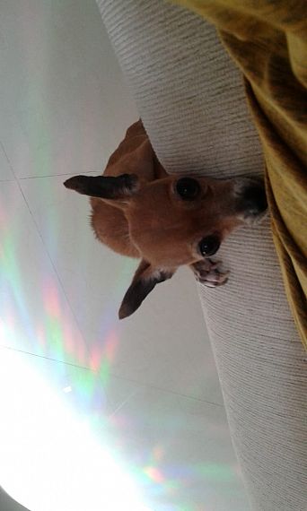 cartel de perro perdido