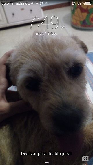 cartel de perro perdido
