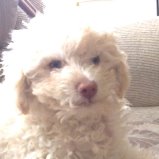 cartel de perro perdido