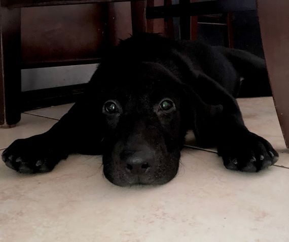 cartel de perro perdido