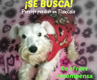 cartel de perro perdido