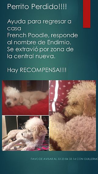 cartel de perro perdido