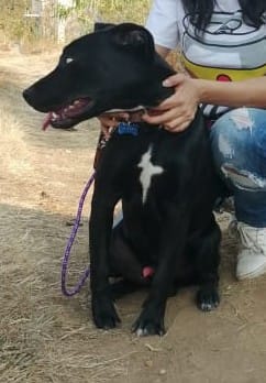 cartel de perro perdido