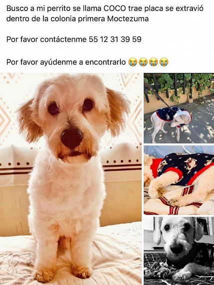 cartel de perro perdido