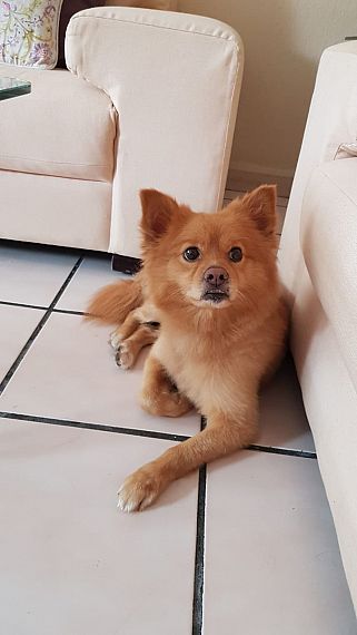 cartel de perro perdido