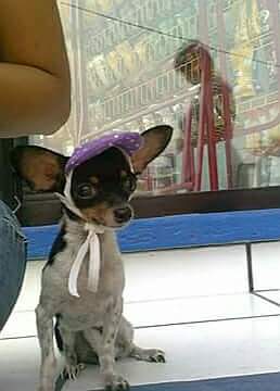 cartel de perro perdido