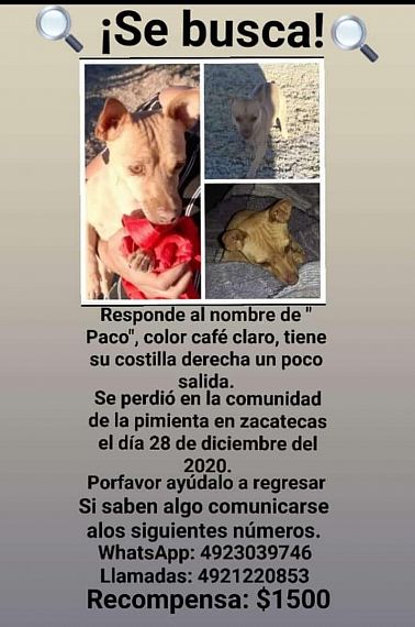 cartel de perro perdido