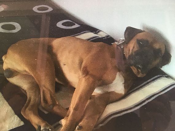 cartel de perro perdido