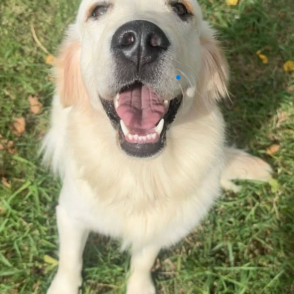 cartel de perro perdido