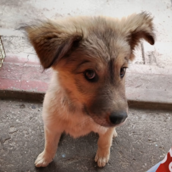 cartel de perro perdido