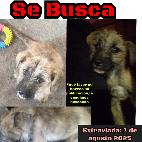 cartel de perro perdido