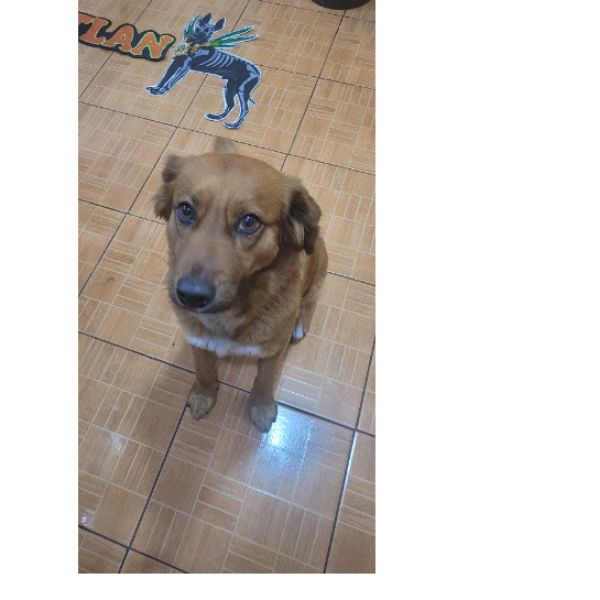 cartel de perro perdido