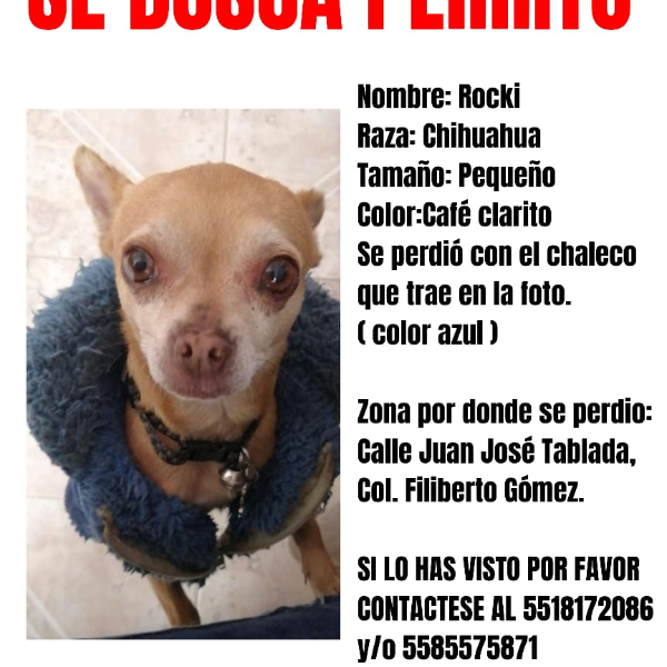 cartel de perro perdido