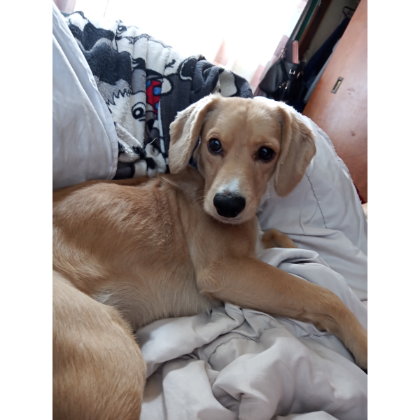 cartel de perro perdido