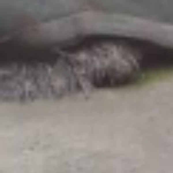 cartel de perro perdido