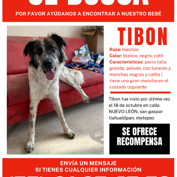 cartel de perro perdido