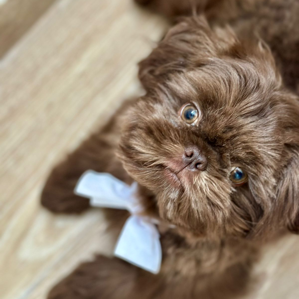 cartel de perro perdido