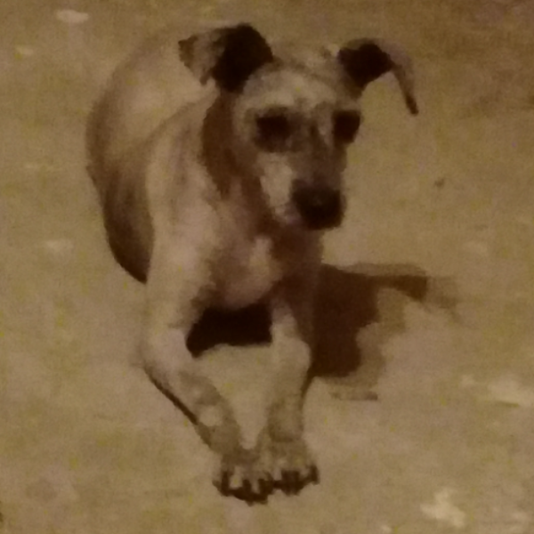 cartel de perro perdido