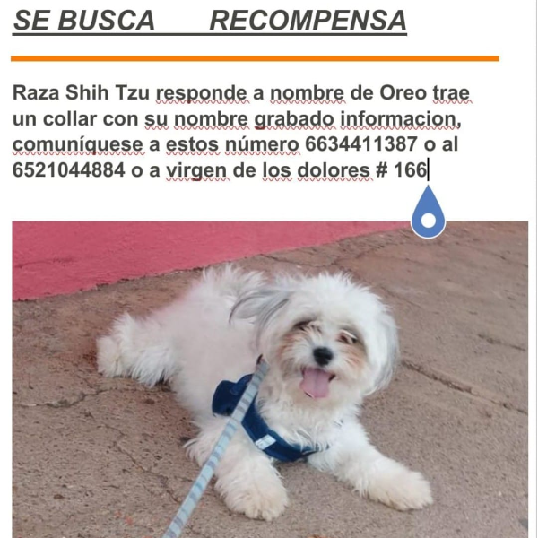 cartel de perro perdido