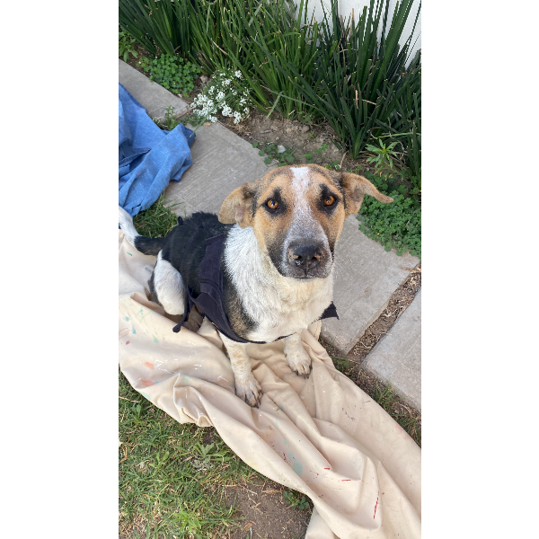 cartel de perro perdido