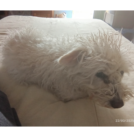 cartel de perro perdido