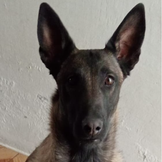 cartel de perro perdido