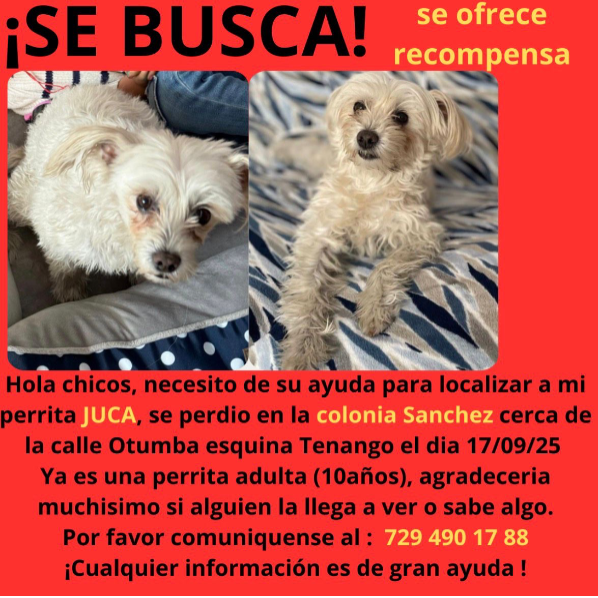cartel de perro perdido