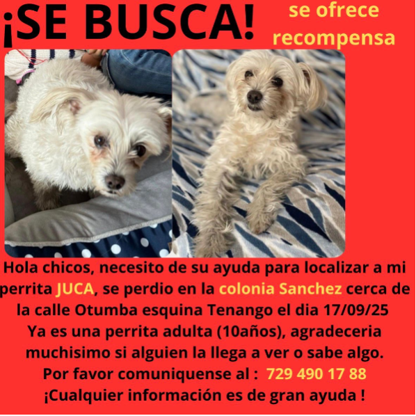 cartel de perro perdido
