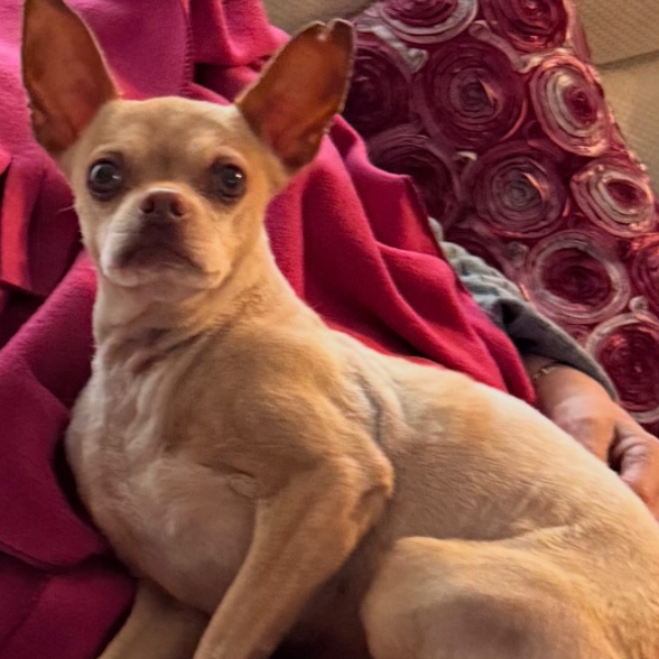 cartel de perro perdido