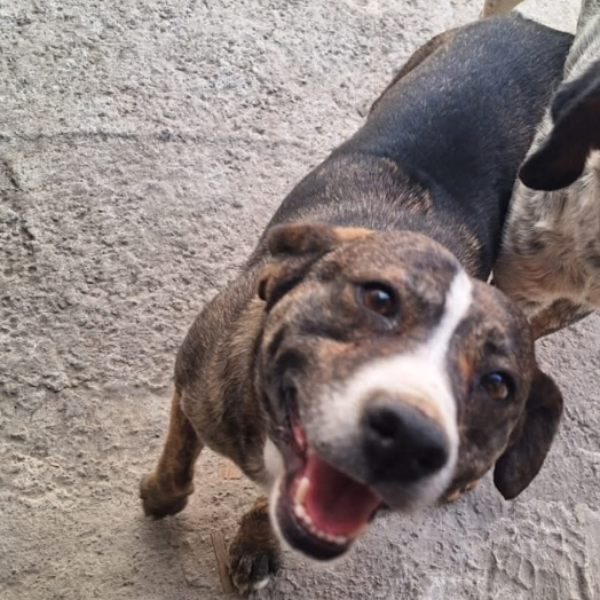 cartel de perro perdido