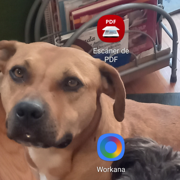 cartel de perro perdido