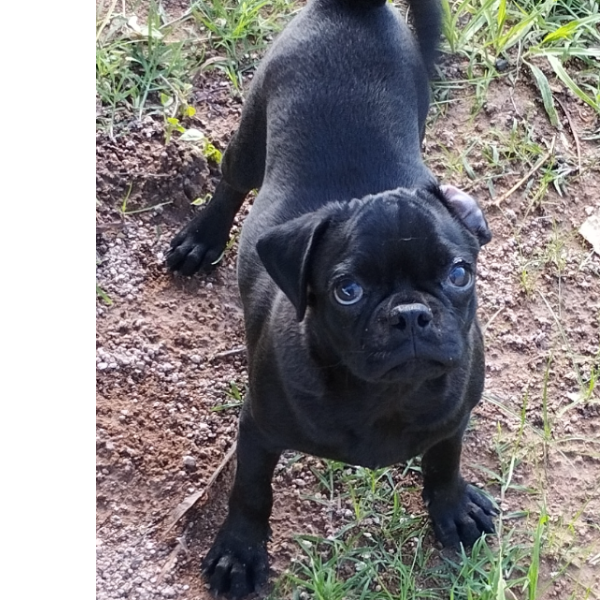 cartel de perro perdido