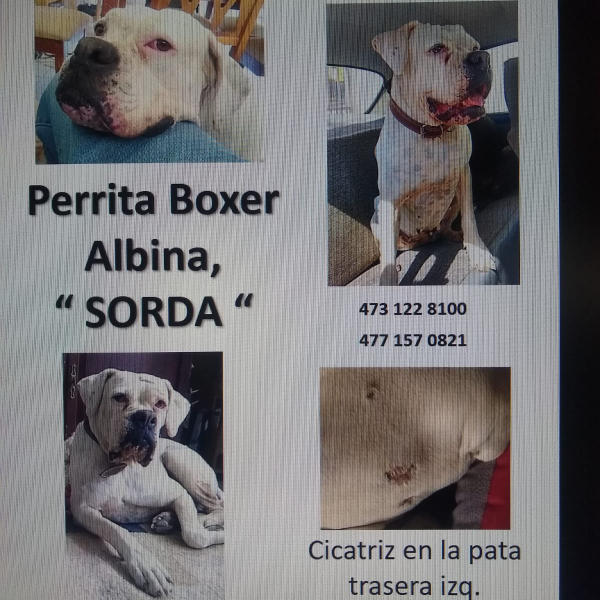 cartel de perro perdido