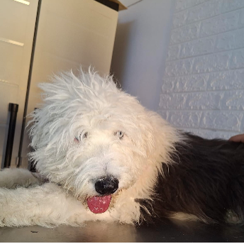 cartel de perro perdido