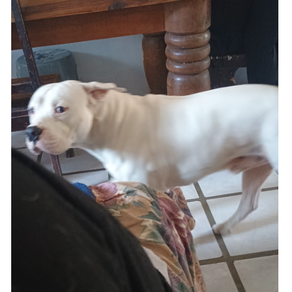 cartel de perro perdido