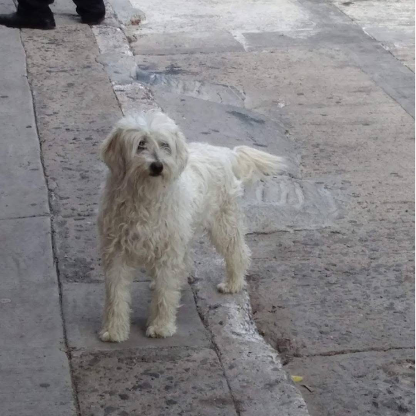 cartel de perro perdido