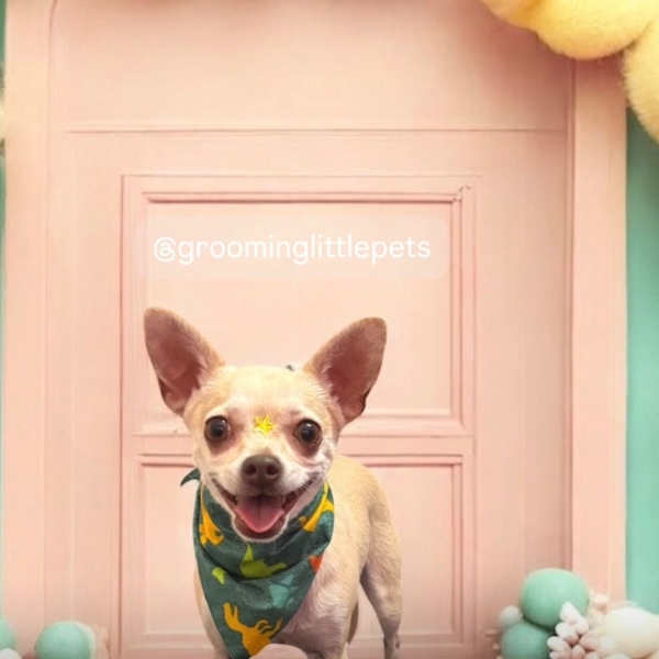 cartel de perro perdido