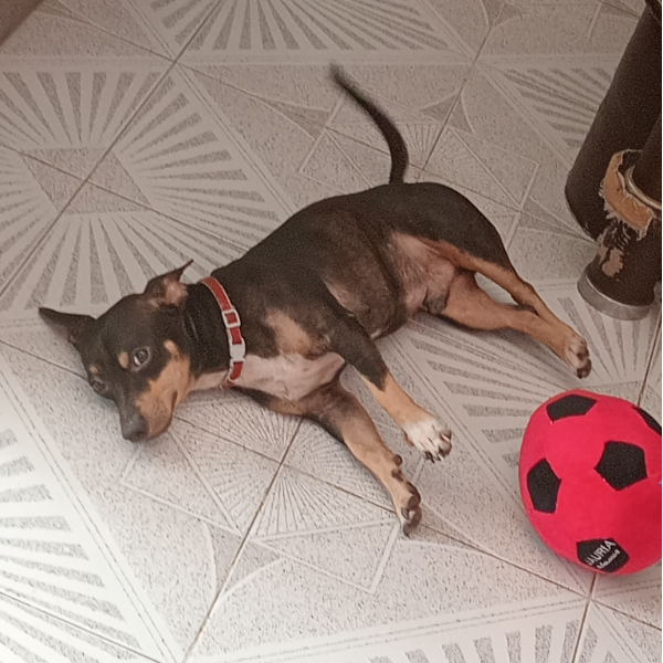 cartel de perro perdido