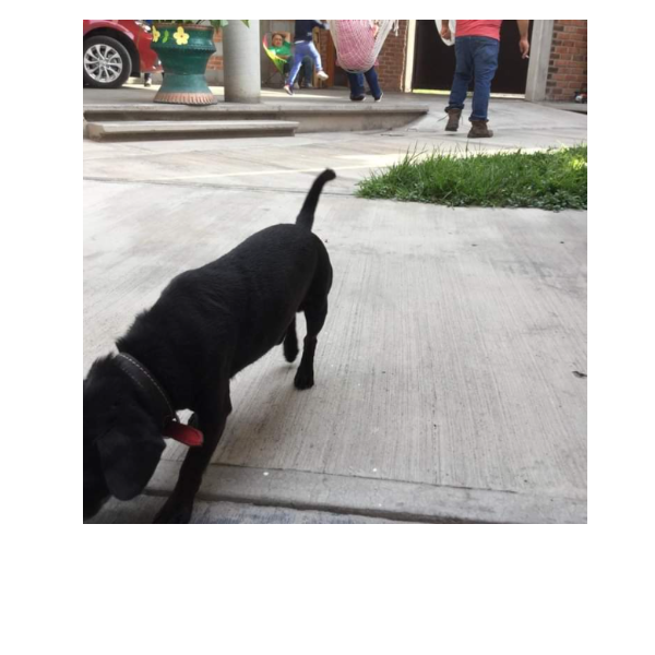 cartel de perro perdido