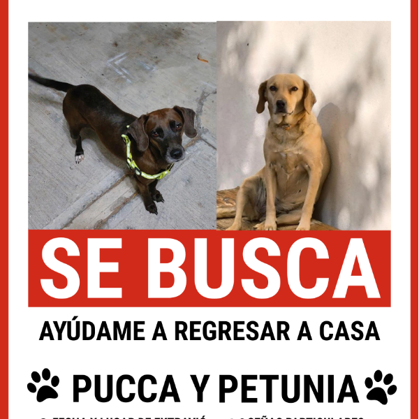 cartel de perro perdido