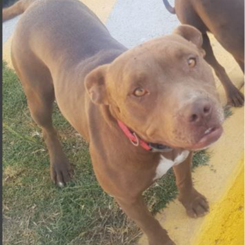 cartel de perro perdido