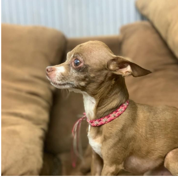 cartel de perro perdido