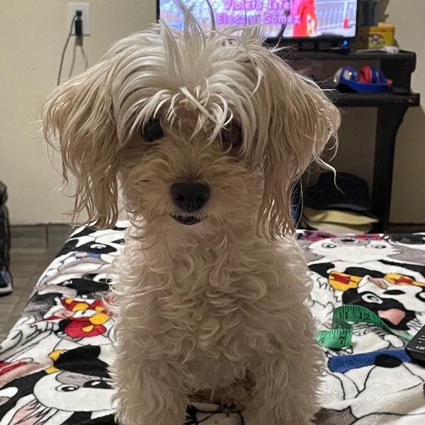 cartel de perro perdido