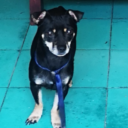 cartel de perro perdido